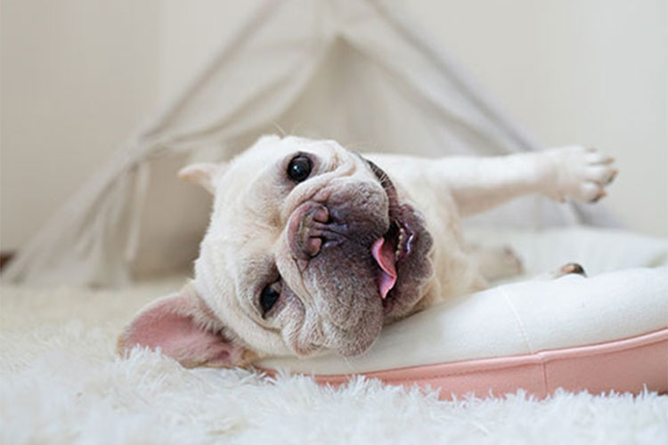 寵物店次氯酸生成器