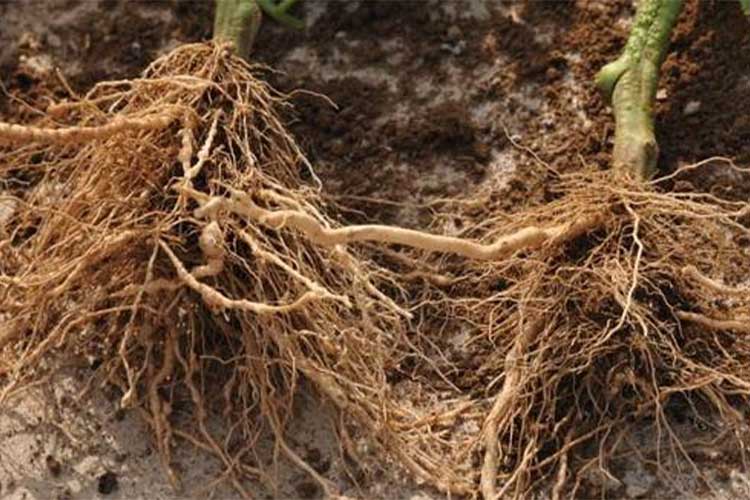 電解水促進植物生長、提高產量