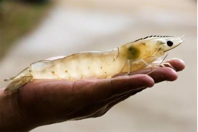 次氯酸水產(chǎn)養(yǎng)殖圖片