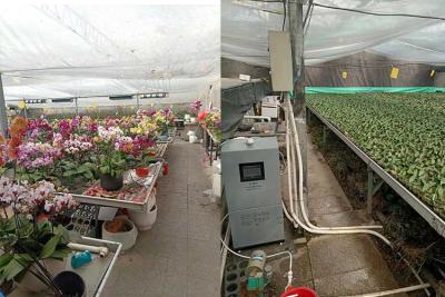 次氯酸發生器用于蝴蝶蘭養殖