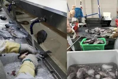 盛懷次氯酸發生器助力海產品加工