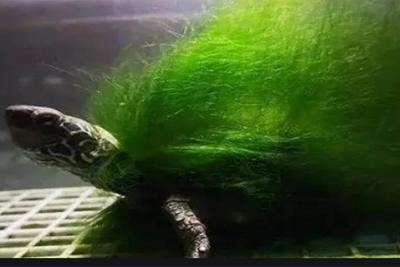 微酸性電解水在毒藻清除中的應用