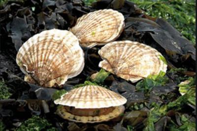 微酸性次氯酸水在貝類中的應用