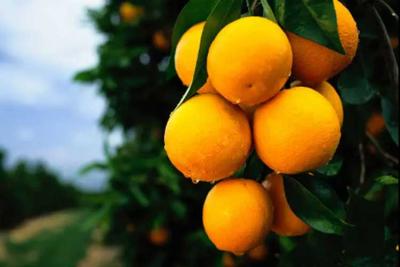 電解水農業使用要點