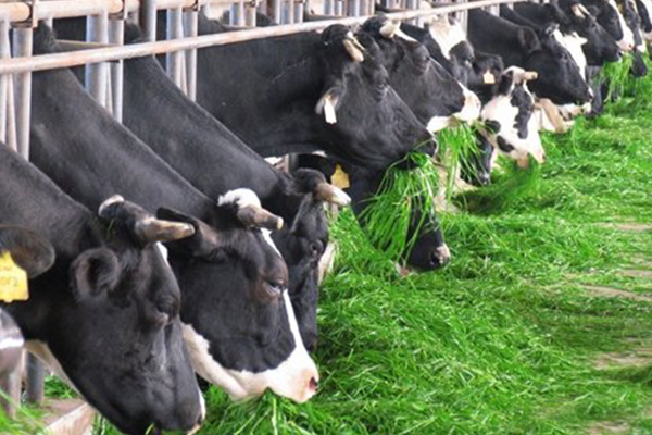 關于次氯酸發生器在畜牧行業的應用