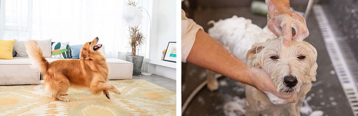 次氯酸發生器設備