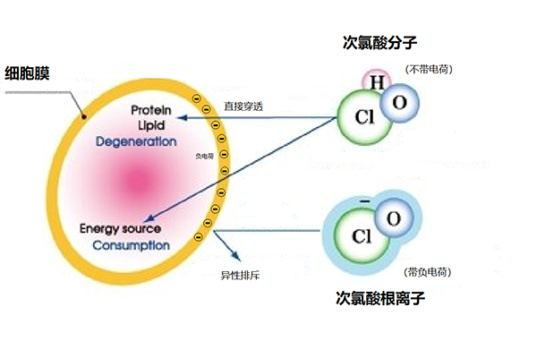 次氯酸消毒液 次氯酸消毒液