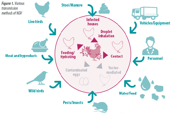 微酸性次氯酸水