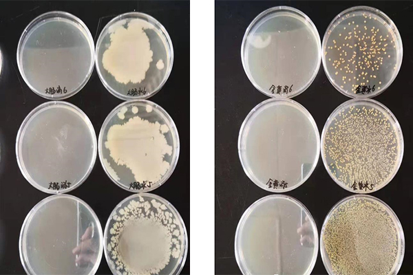 非洲豬瘟如何消毒防控