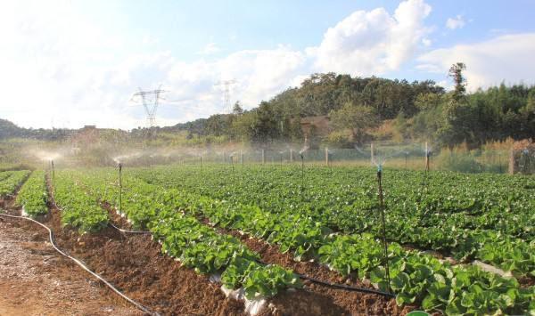 次氯酸農業種植