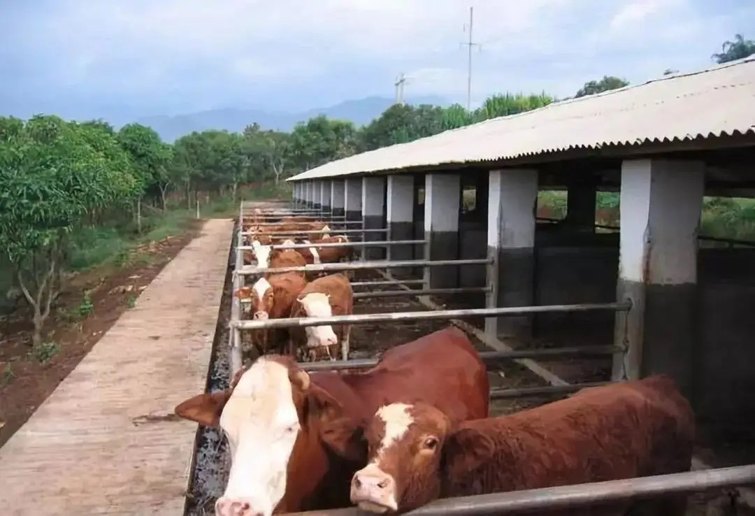 次氯酸在牛舍養殖消毒 次氯酸在牛舍養殖消毒