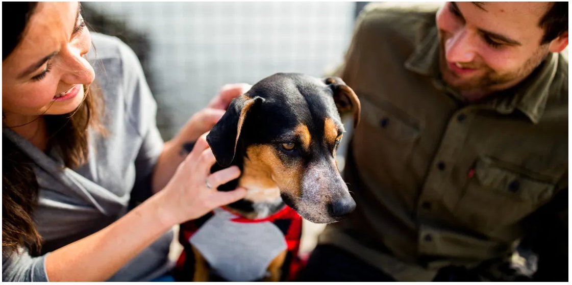 次氯酸寵物消毒