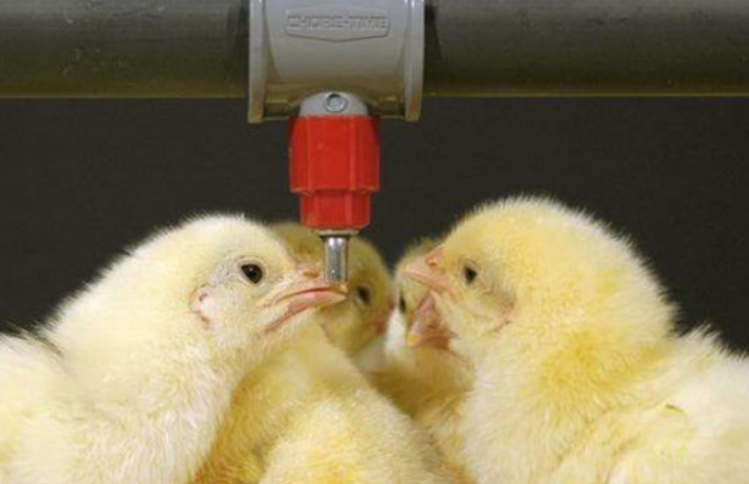 小雞飲用.png 小雞飲用.png