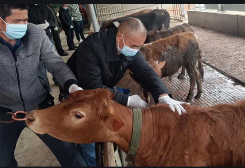 盛懷次氯酸發生器對動物疾病防控的案例