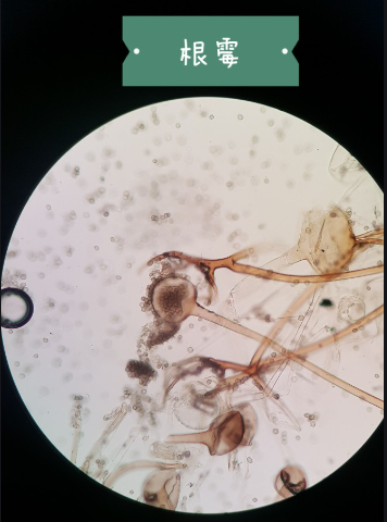 次氯酸水可有效去除霉菌-根菌