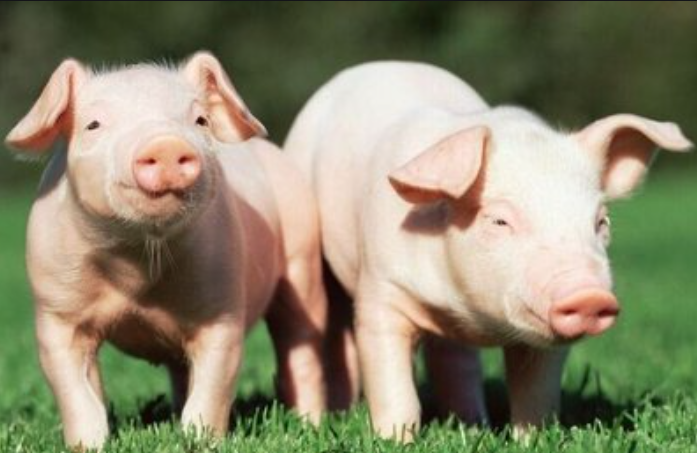 盛懷次氯酸水大大助力于豬場養殖行業 盛懷次氯酸水大大助力于豬場養殖行業