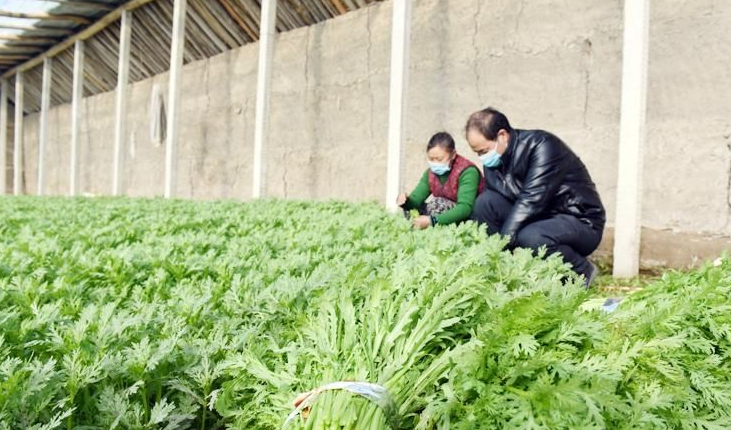 酸性電解水可有效應(yīng)用于蔬菜和水果大棚