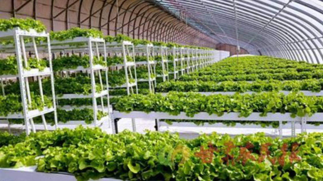 酸性電解水可有效應(yīng)用于蔬菜和水果大棚