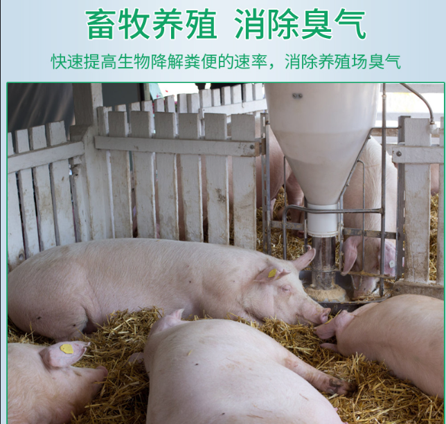 次氯酸水在畜牧養(yǎng)殖領(lǐng)域發(fā)揮著除臭消毒功效 次氯酸水在畜牧養(yǎng)殖領(lǐng)域發(fā)揮著除臭消毒功效