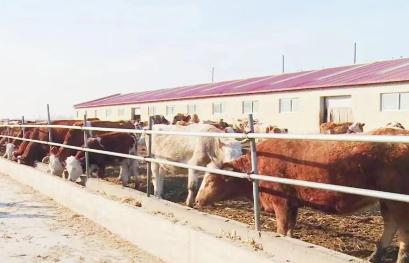 次氯酸水在畜牧養(yǎng)殖領(lǐng)域發(fā)揮著除臭消毒功效 次氯酸水在畜牧養(yǎng)殖領(lǐng)域發(fā)揮著除臭消毒功效