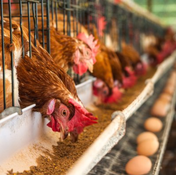 微酸性電解水是肉雞養殖過程中飲用水的良好選擇