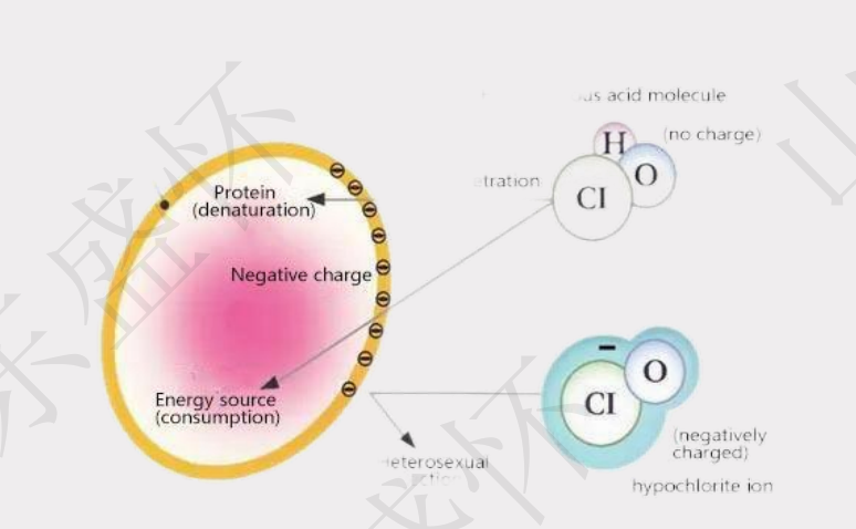 次氯酸水除臭原理圖