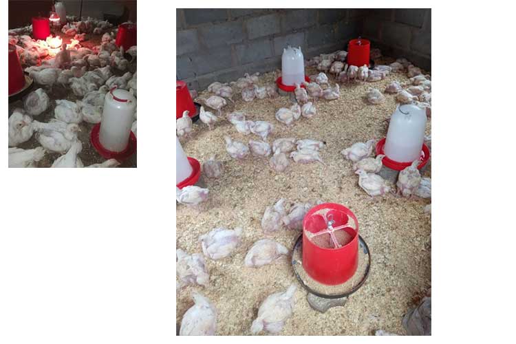 喀麥隆客戶養(yǎng)雞場圖片.jpg