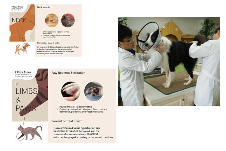 次氯酸水在養狗養貓方面的應用 次氯酸水在養狗養貓方面的應用