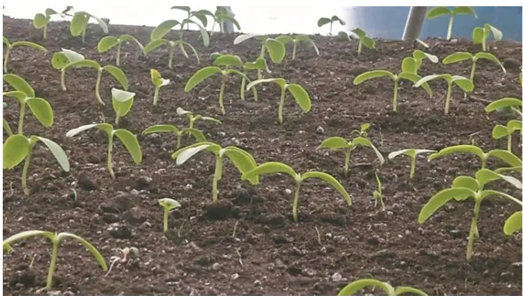 次氯酸發生器用于農業種植